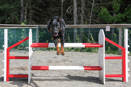 beauceron