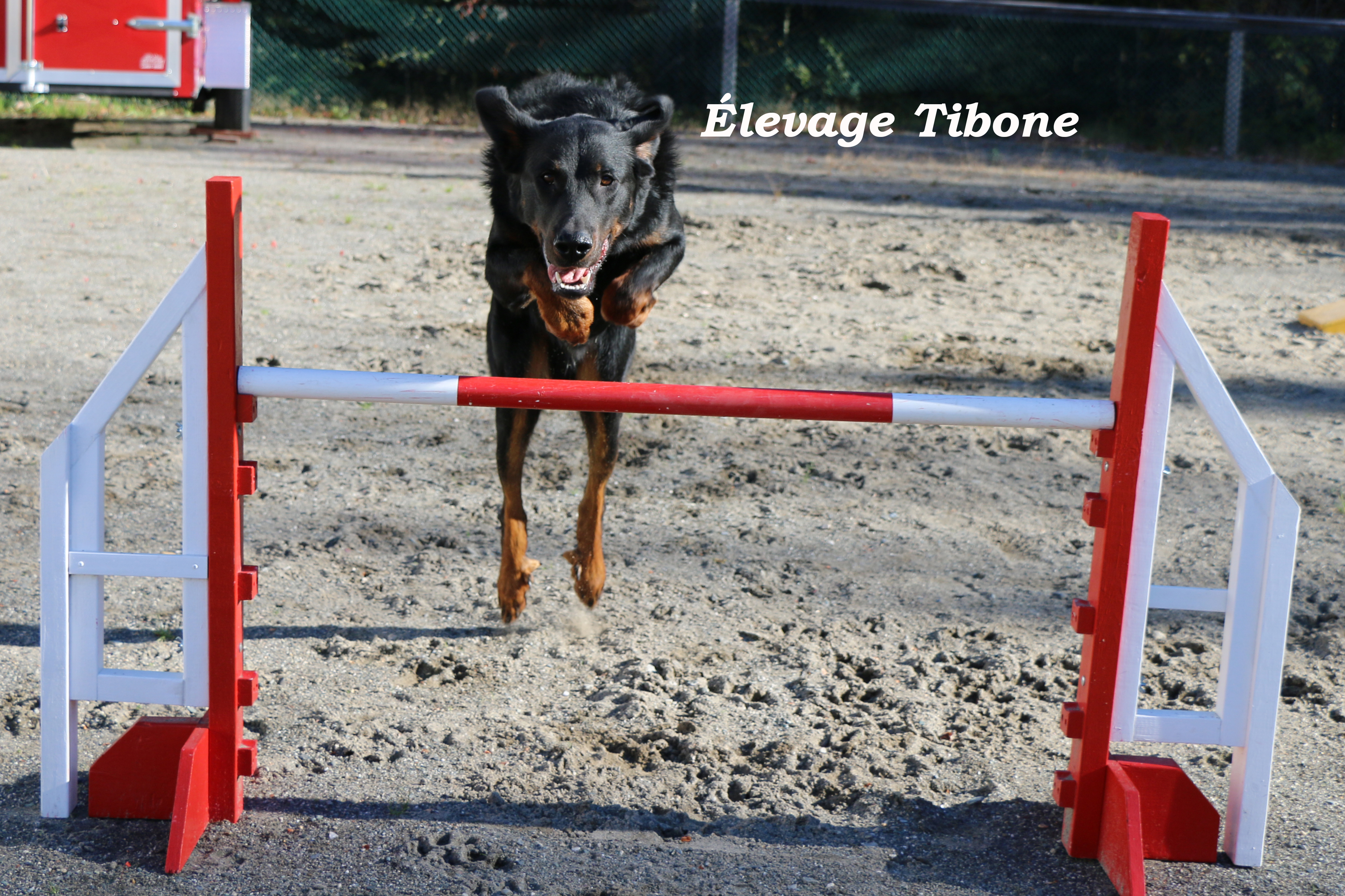 rencontre pour mon chien
