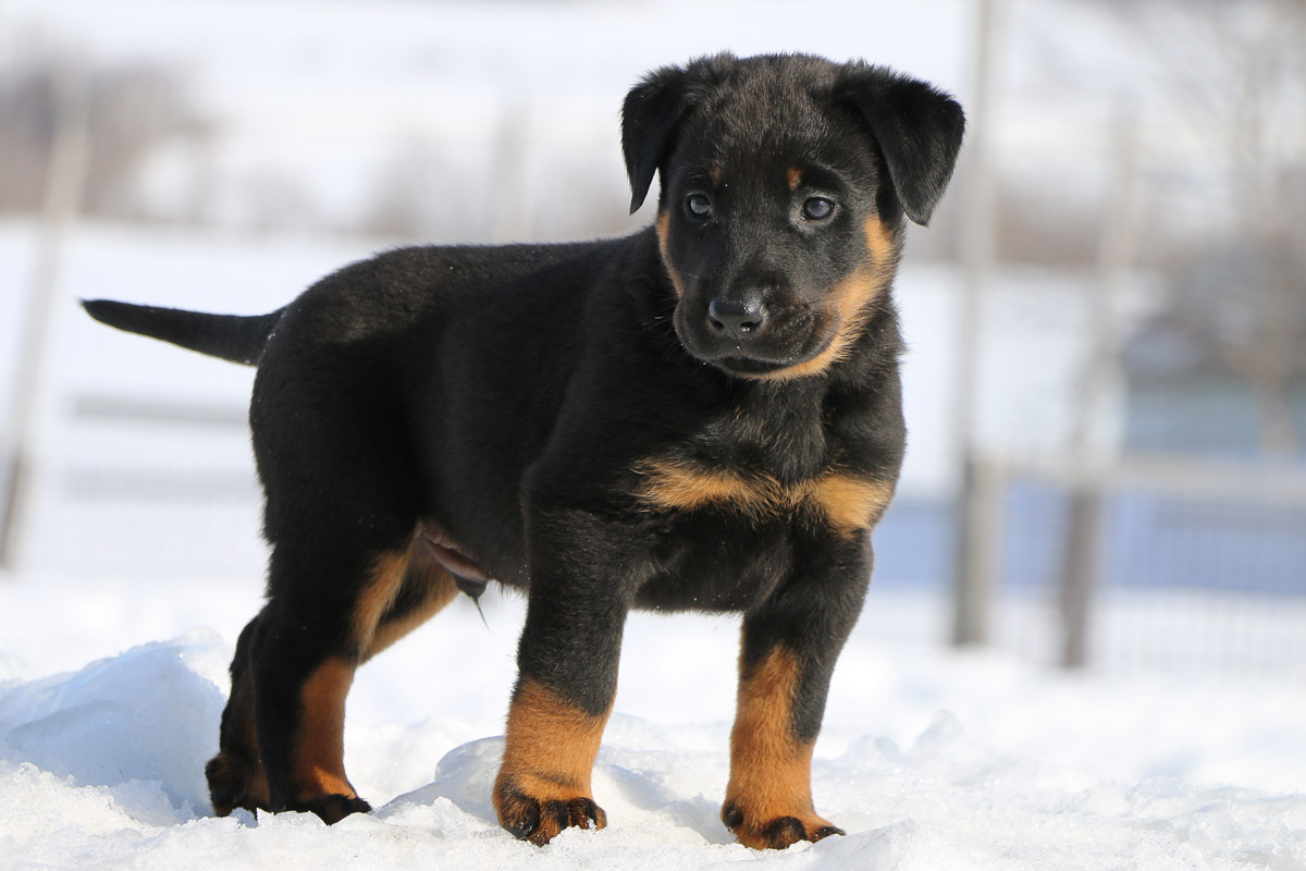 chiot beauceron