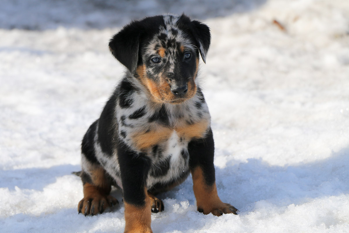chiot beauceron