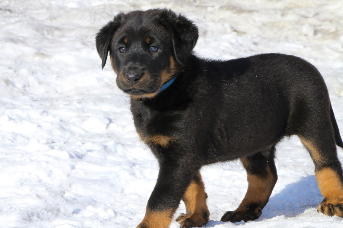 chiot beauceron