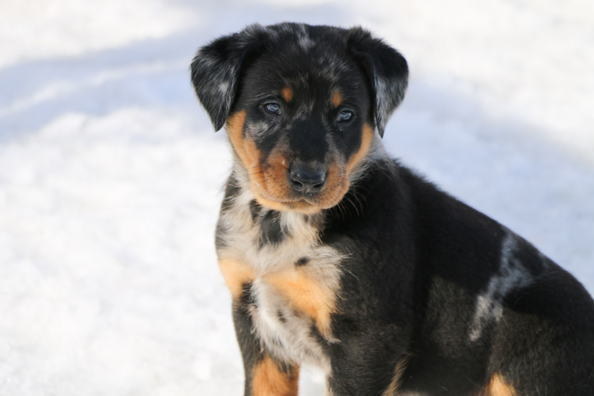 chiot beauceron