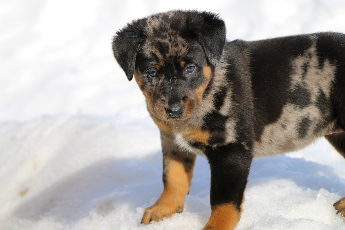 chiot beauceron