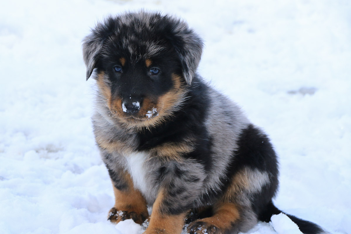 chiot beauceron
