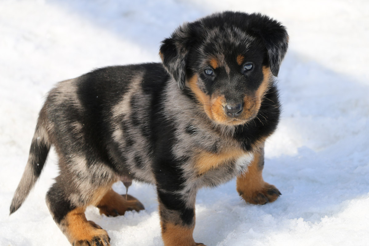 chiot beauceron