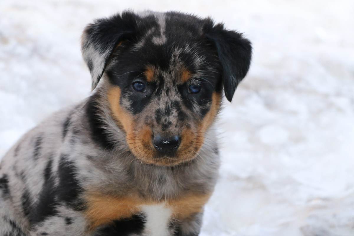 chiot beauceron