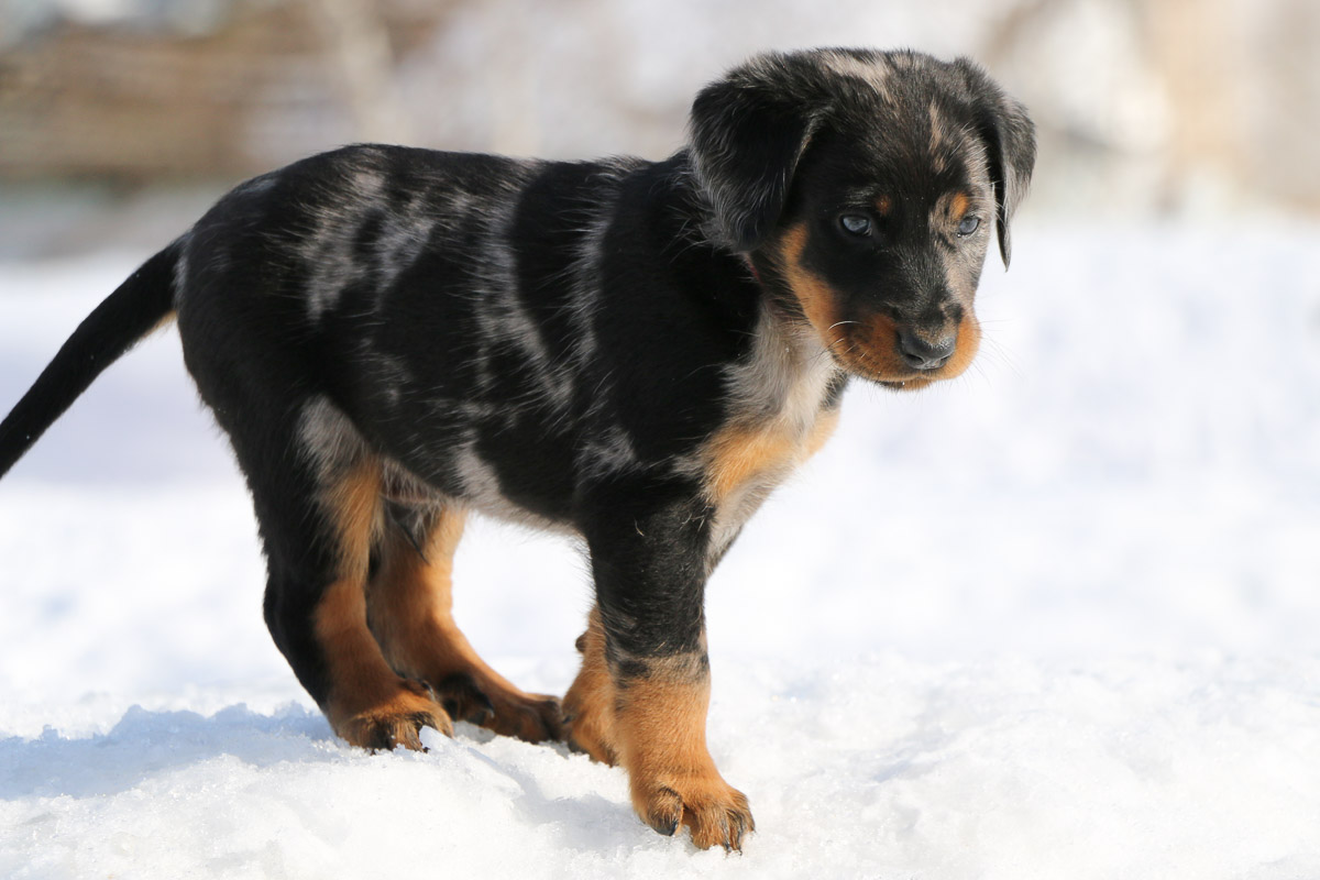 chiot beauceron