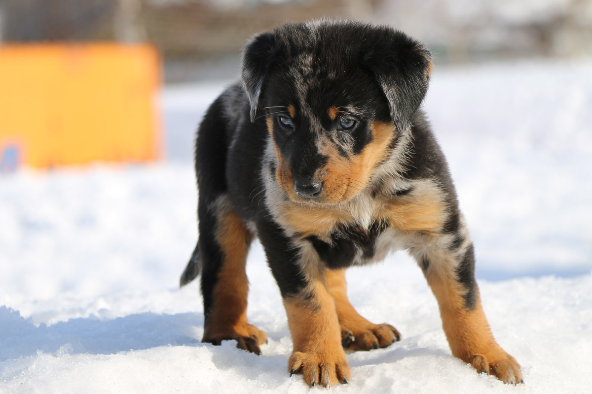 chiot beauceron