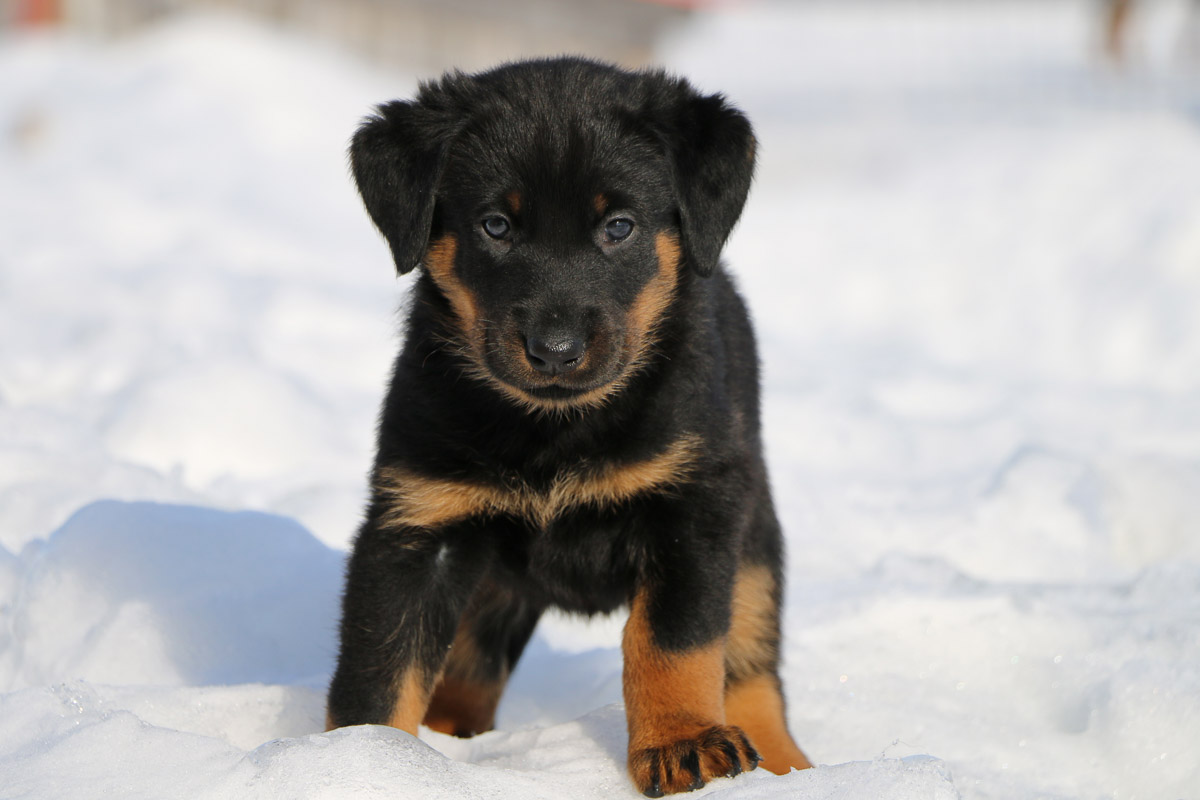 chiot beauceron