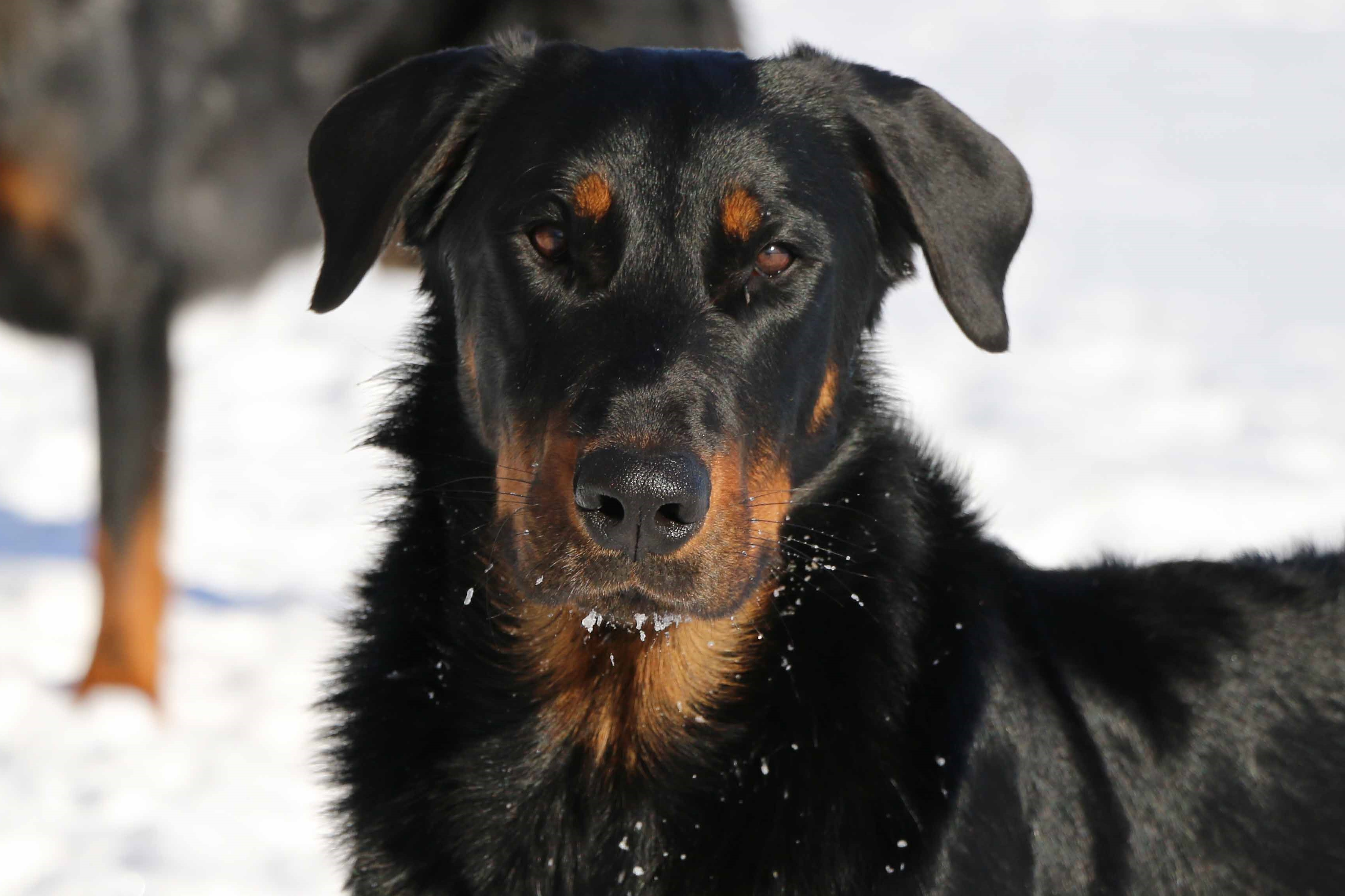 beauceron