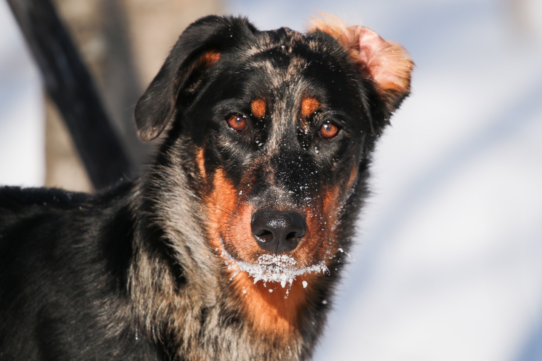 beauceron