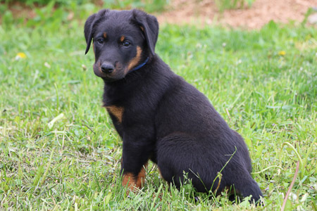 chiot beauceron