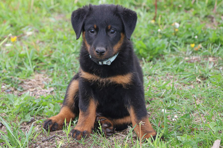 chiot beauceron