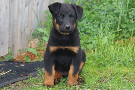 chiot beauceron