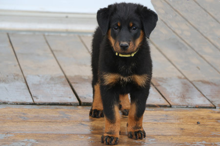 chiot beauceron