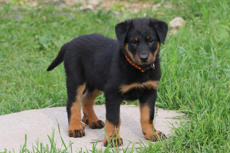 chiot beauceron