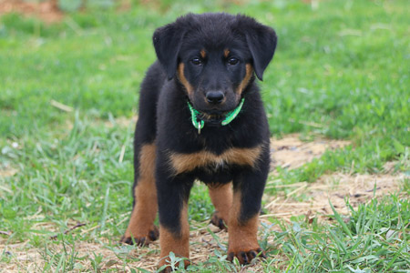 chiot beauceron
