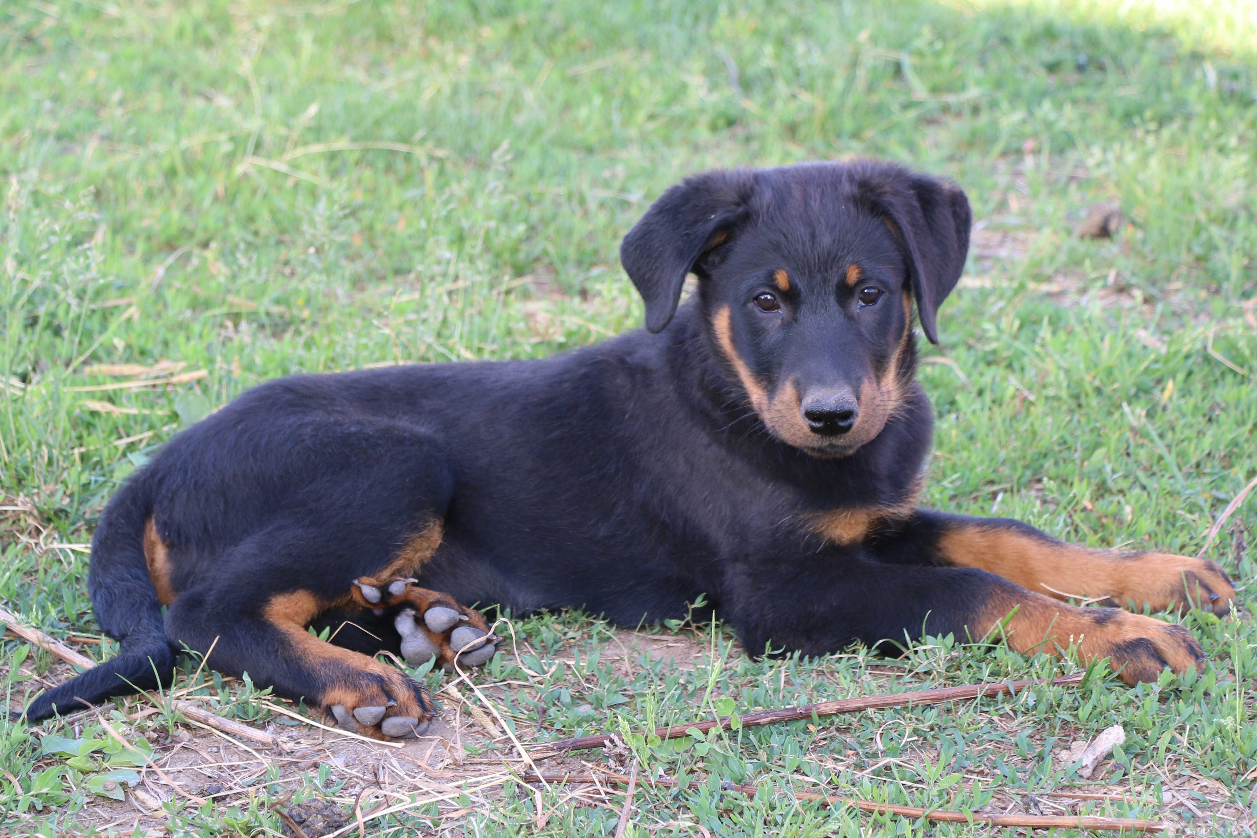 chiot beauceron