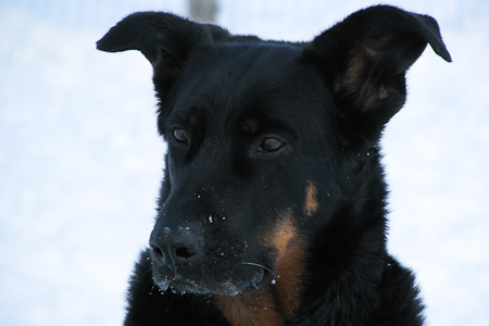 beauceron