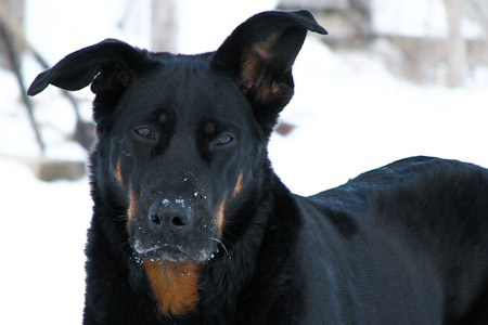 beauceron