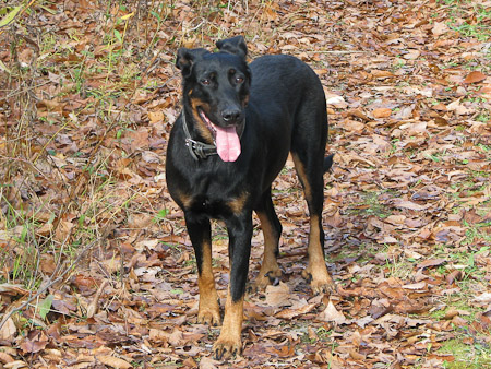 beauceron