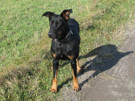 beauceron