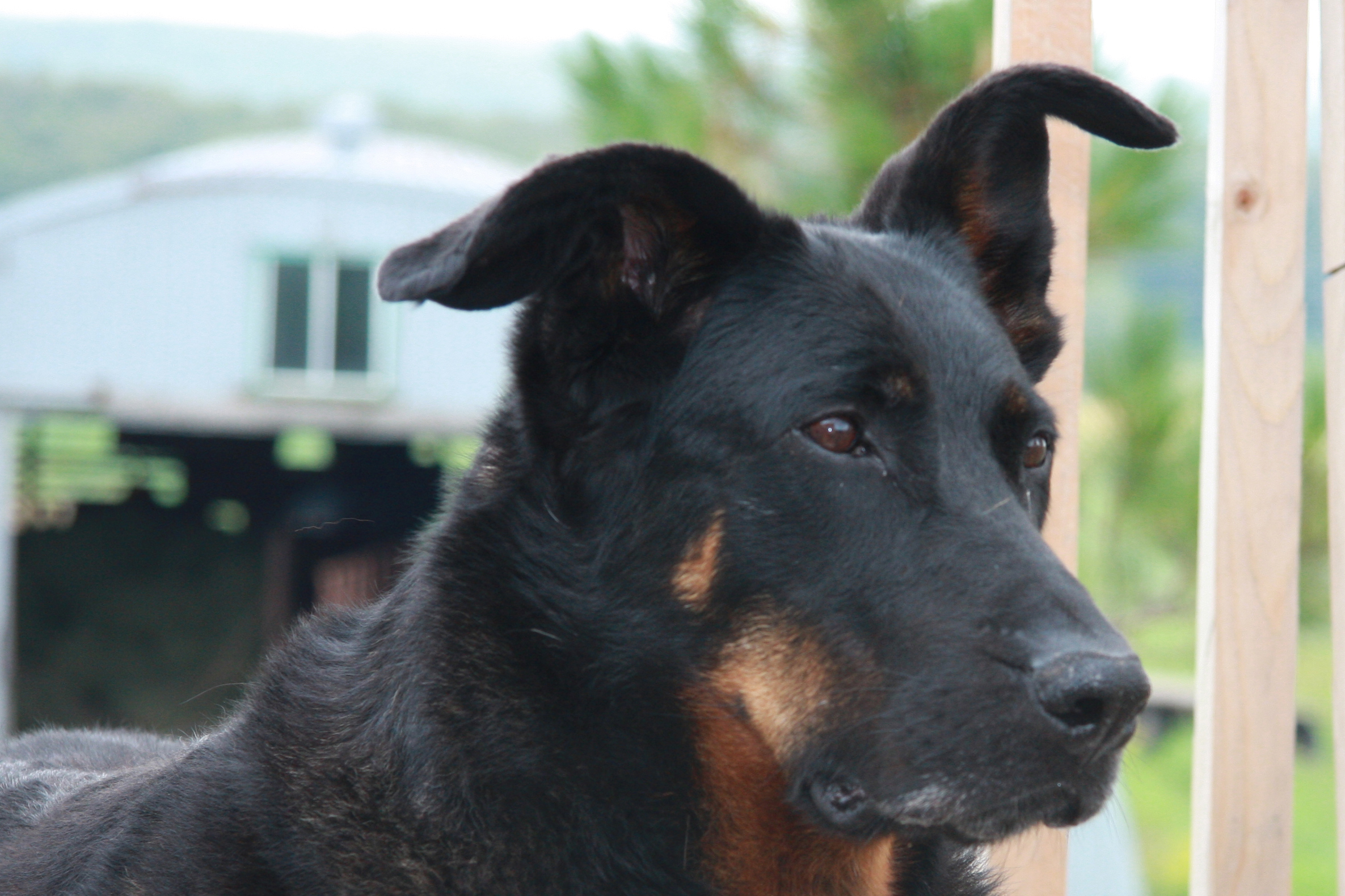 beauceron