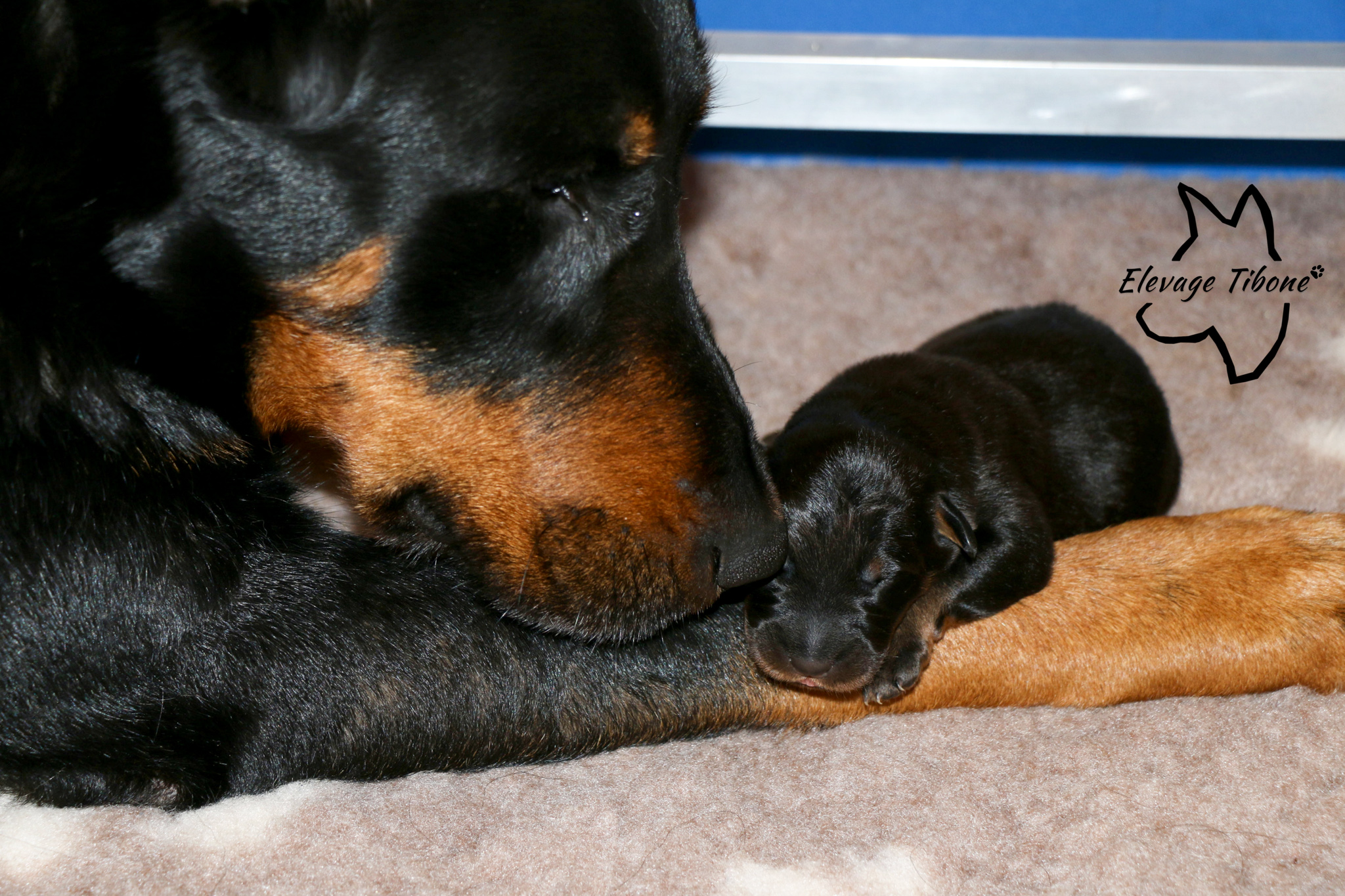 beauceron puppy