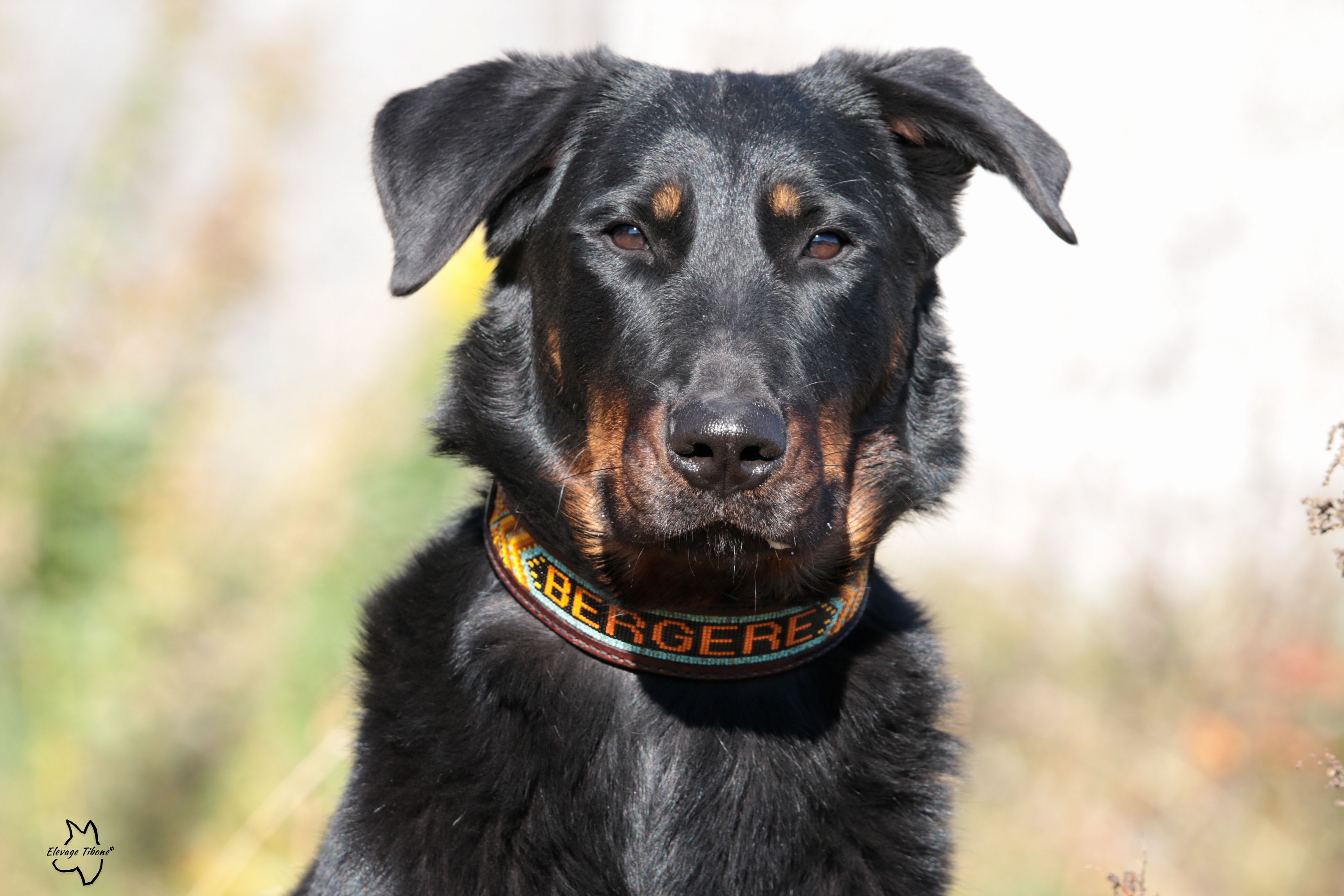 beauceron