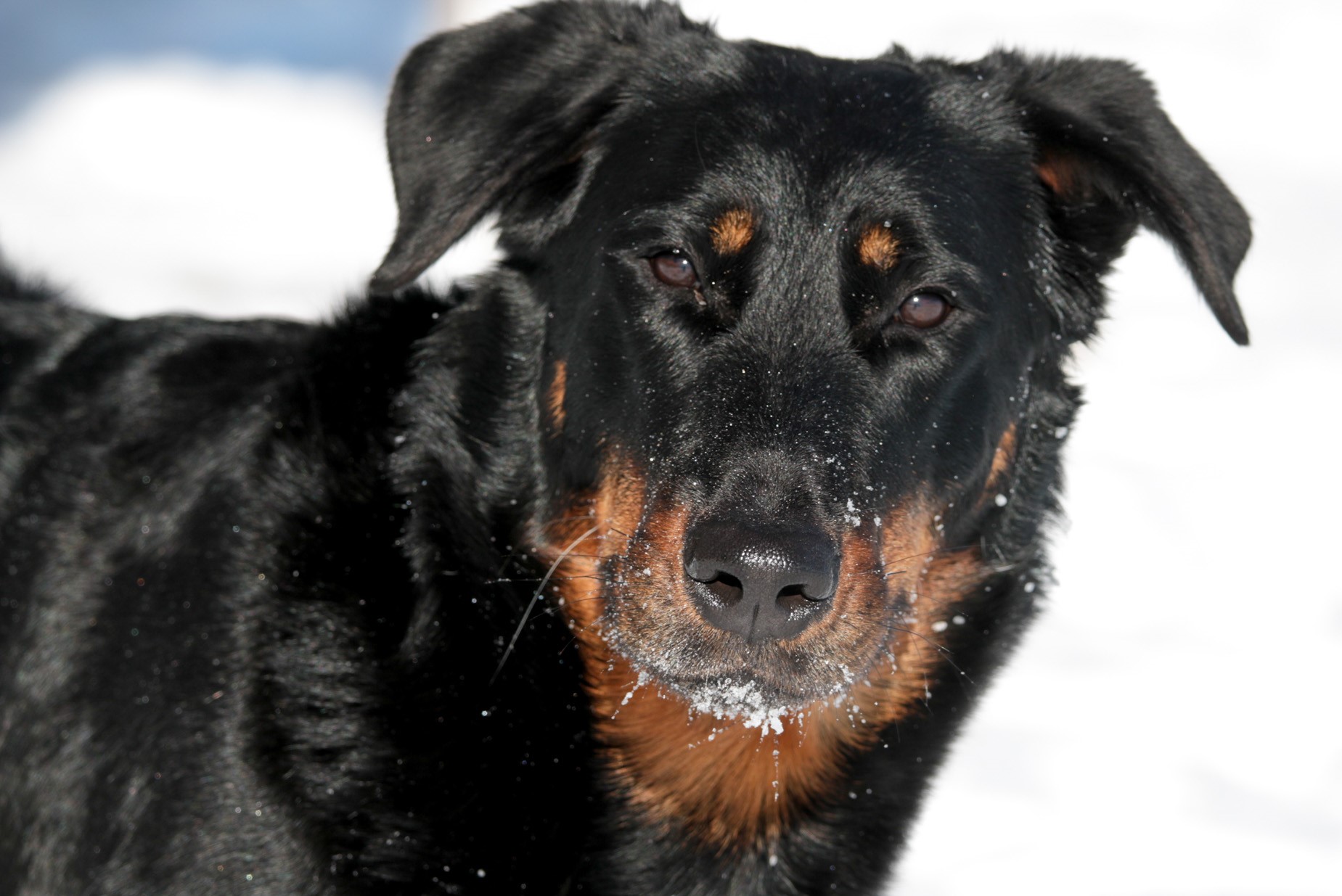 beauceron