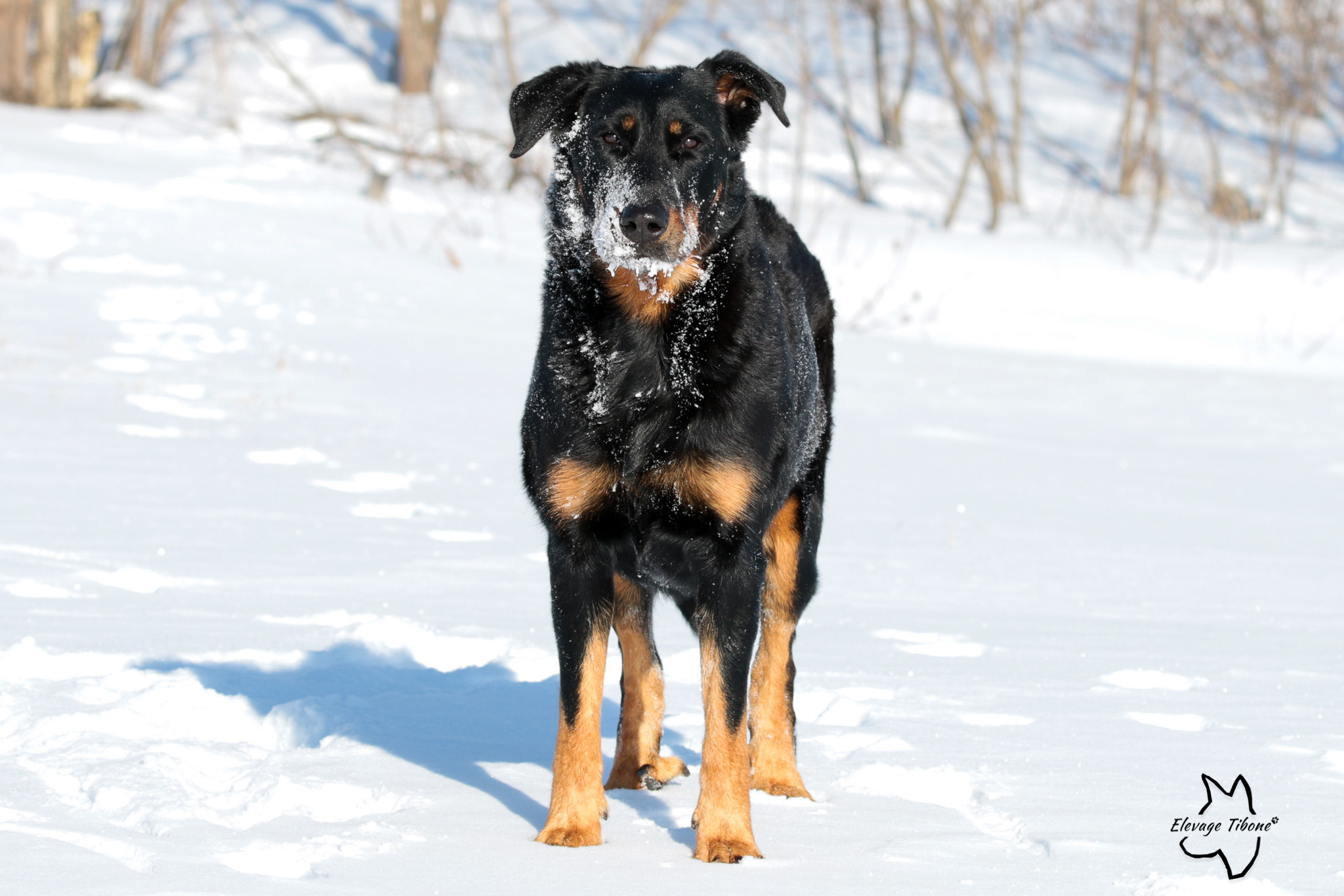 beauceron