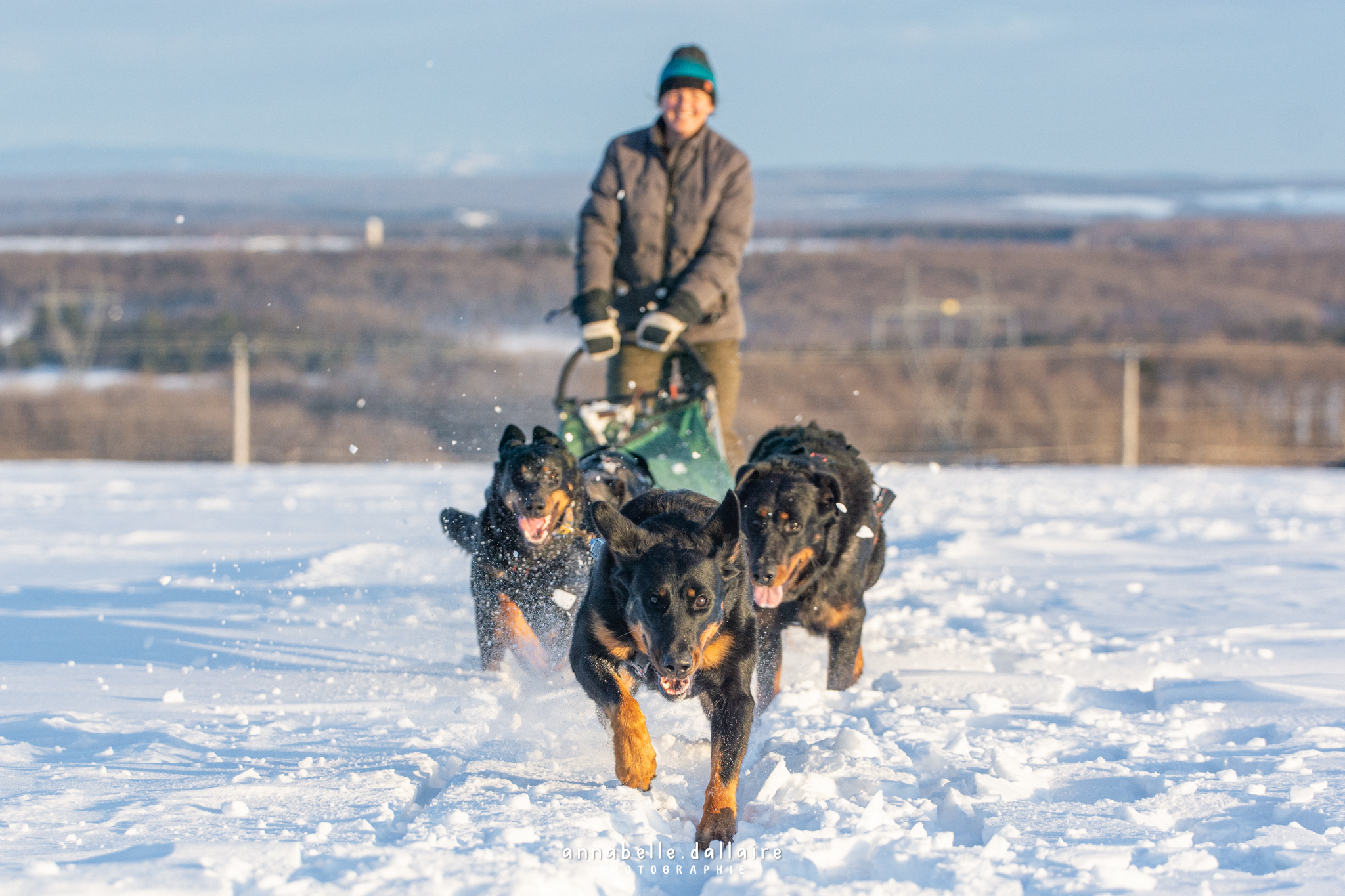 beauceron