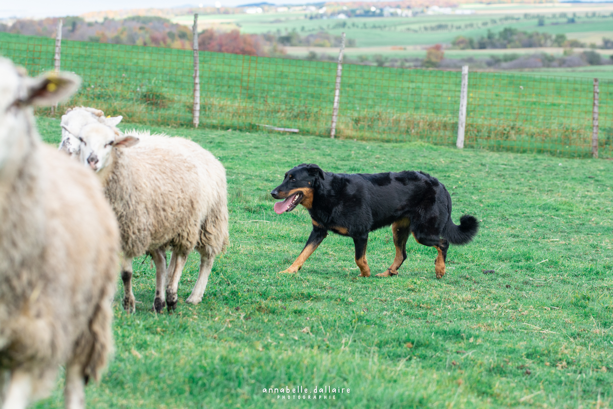 beauceron