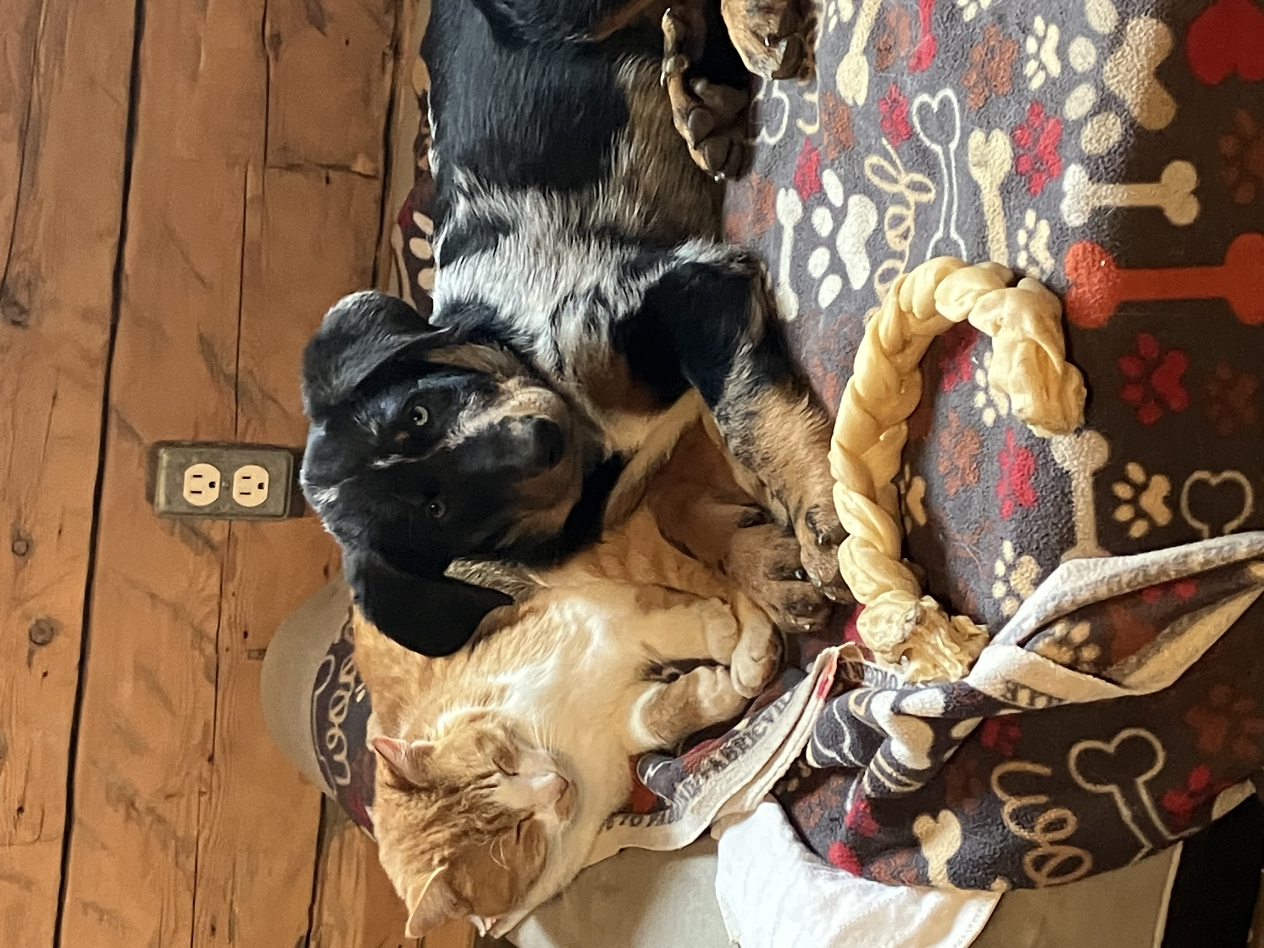 beauceron puppy socialization with cats