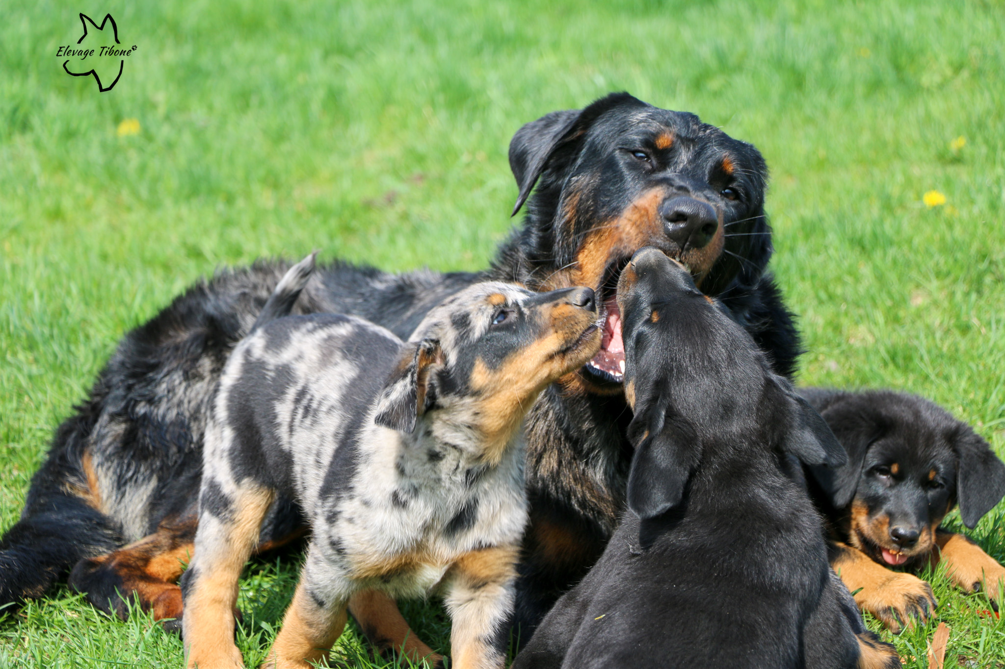 beauceron puppies playing with an adulte male
