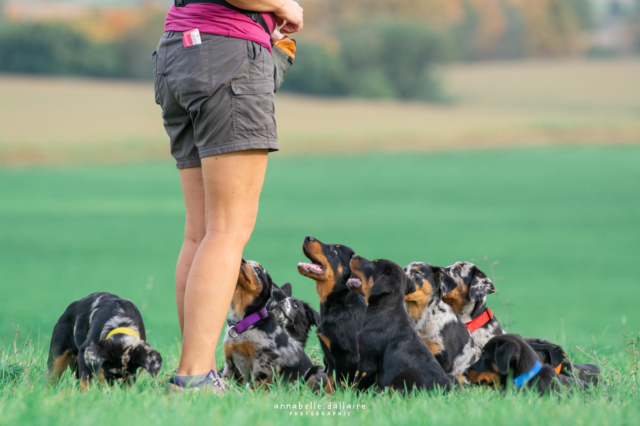 beauceron puppy education