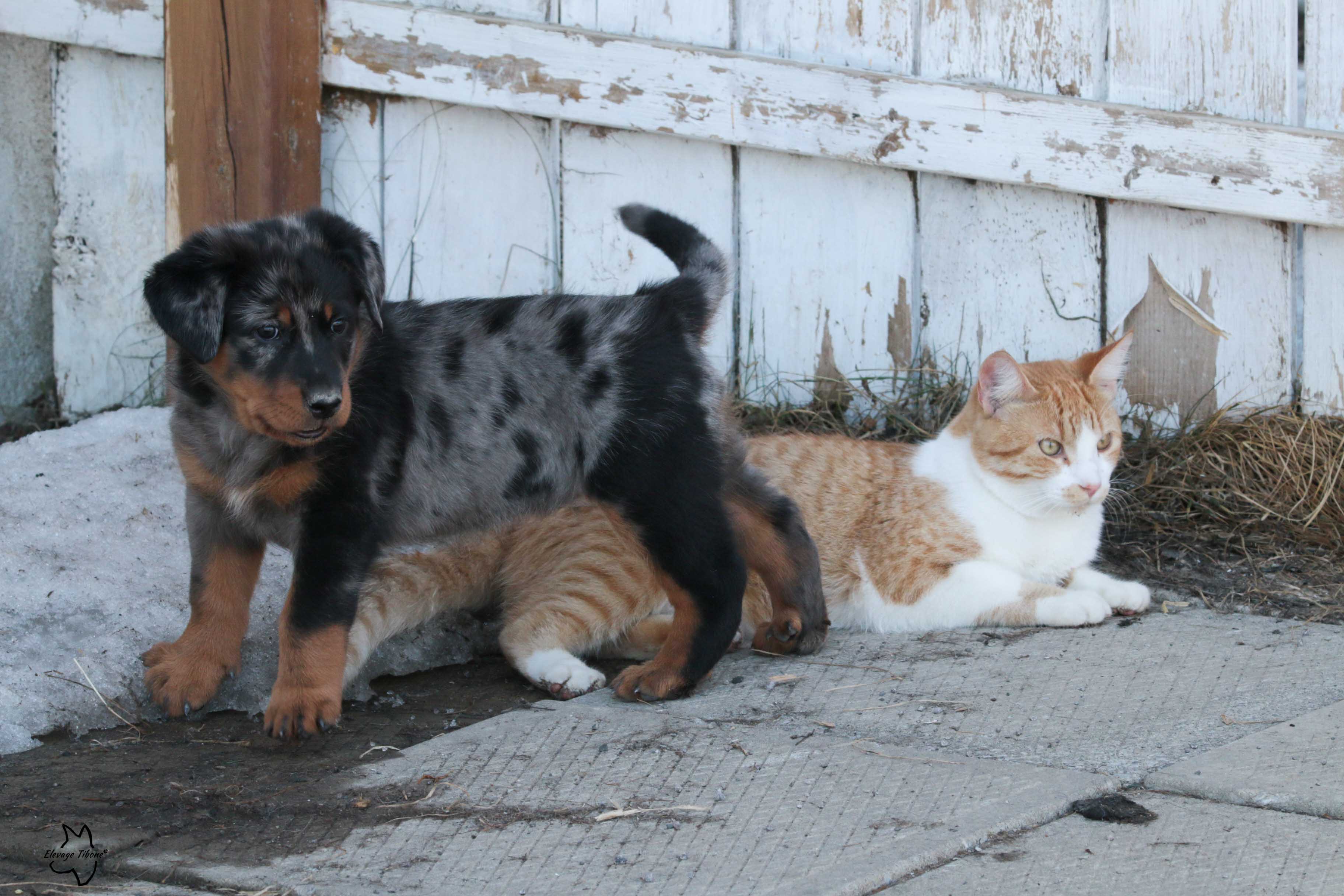 beauceron puppy socialization with cats