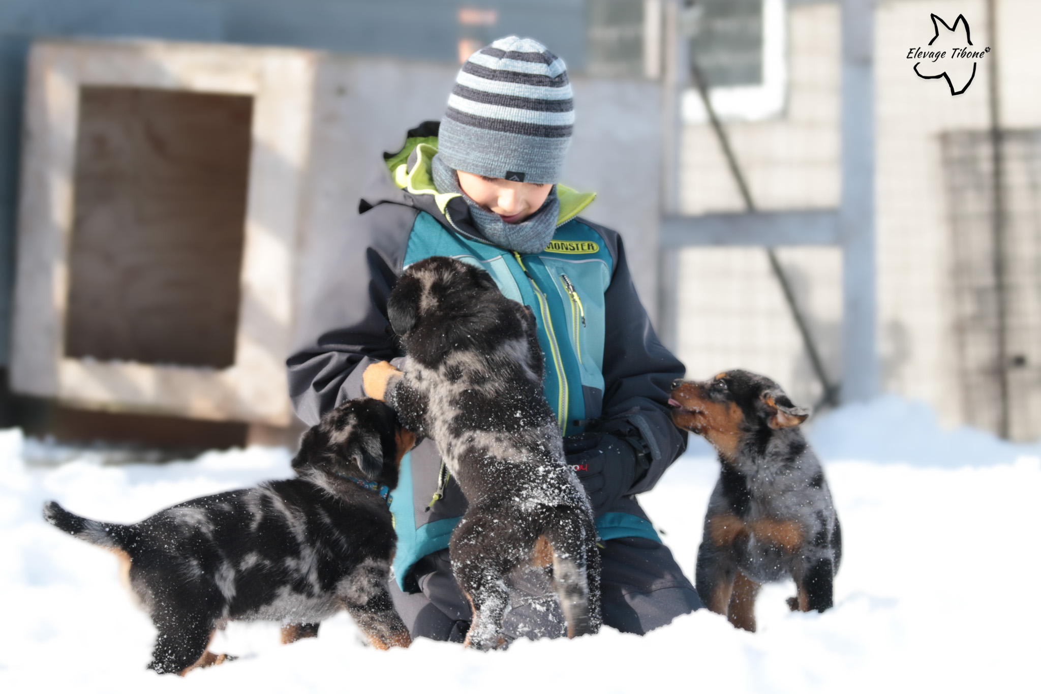beauceron puppies socialization with children