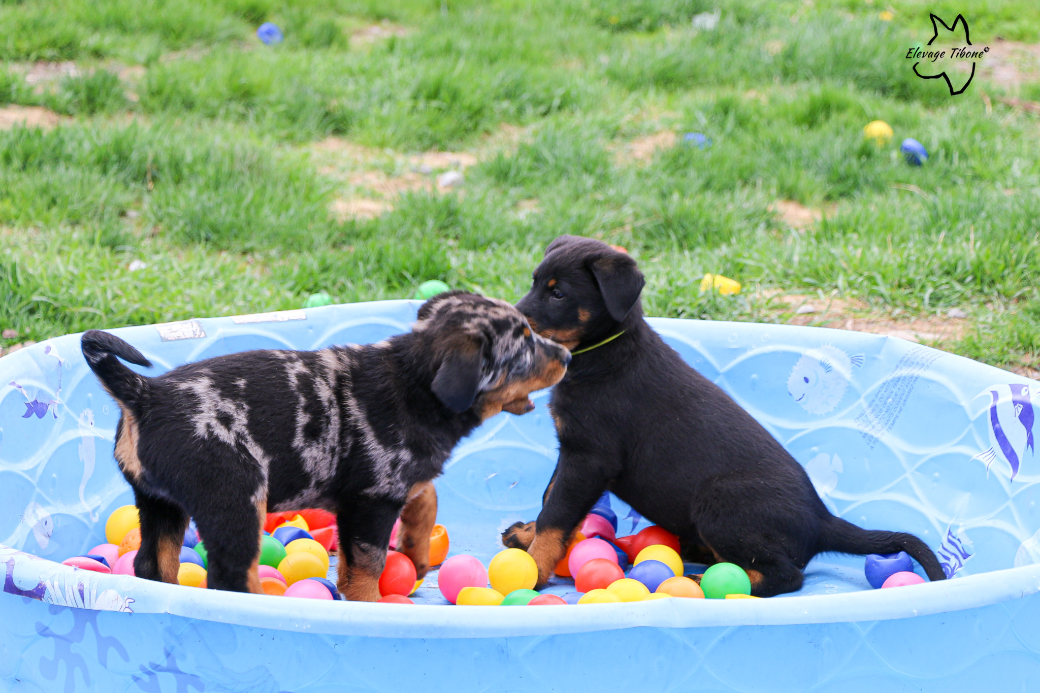 puppy playing in an agility tunnel
