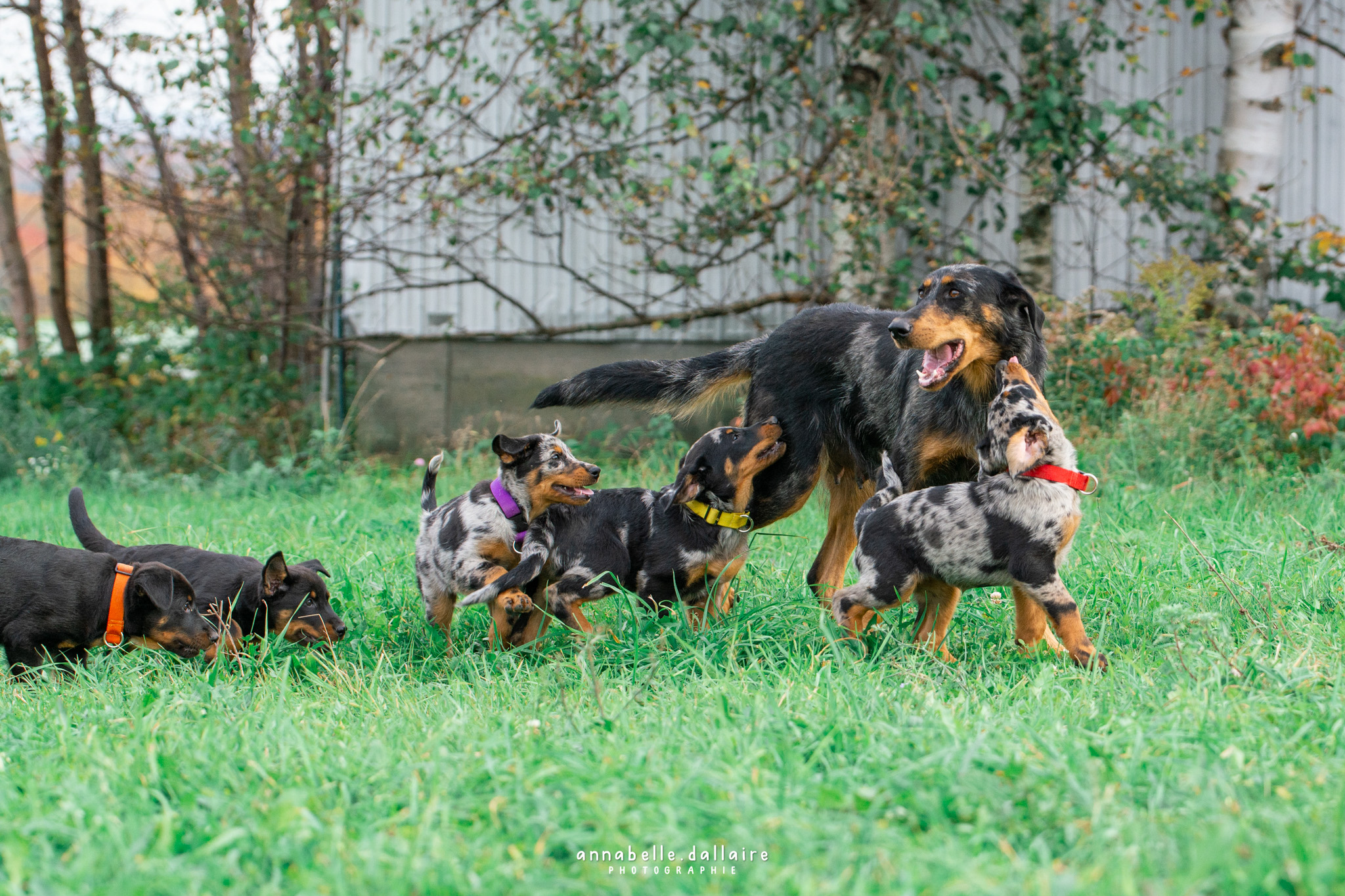 beauceron puppies playing with their mother