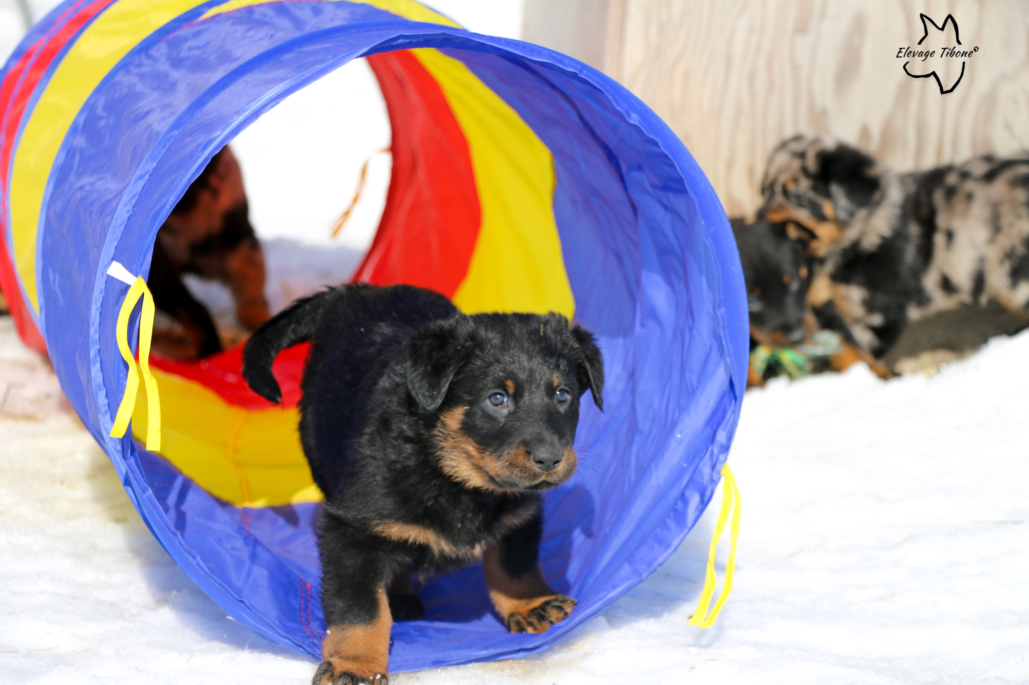 puppy playing in an agility tunnel