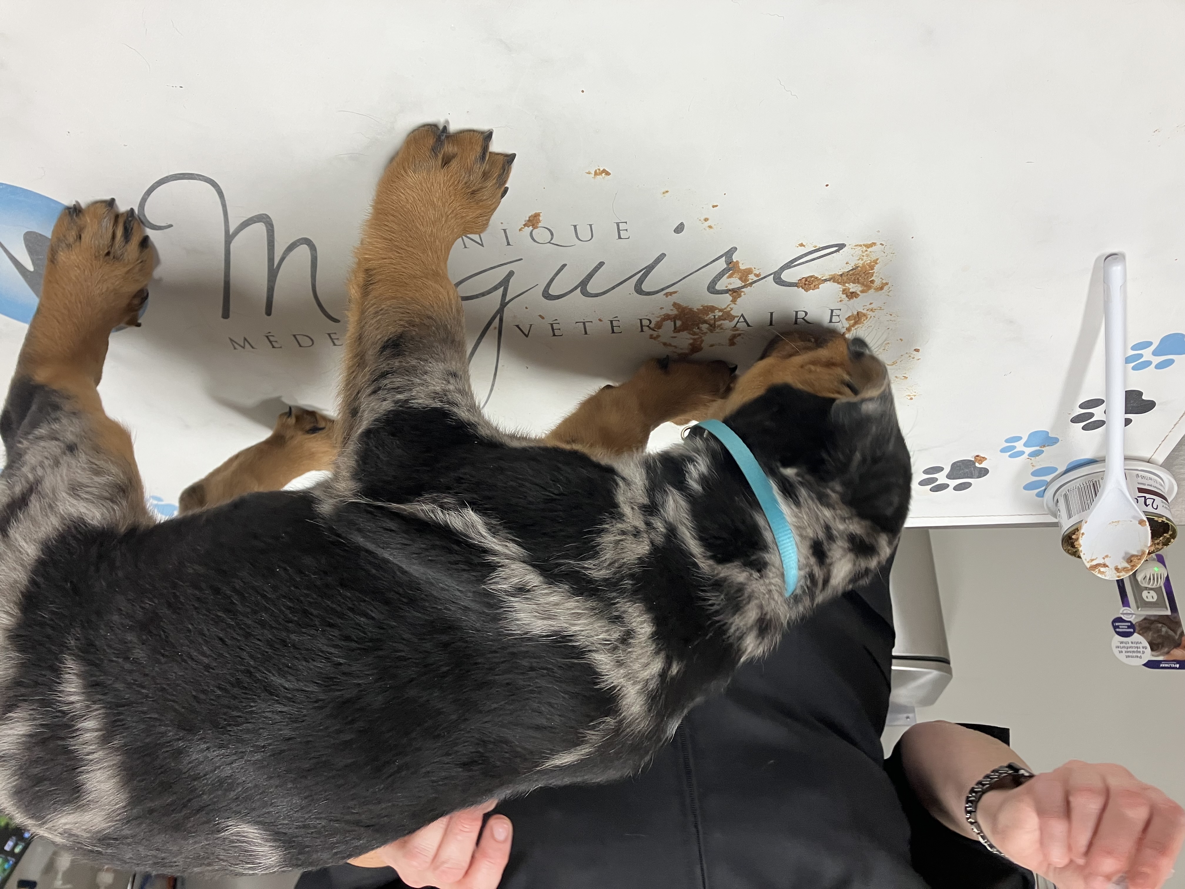 Beauceron puppy with the veterinarian