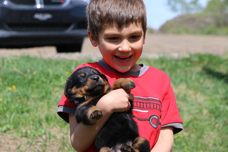 beauceron puppy