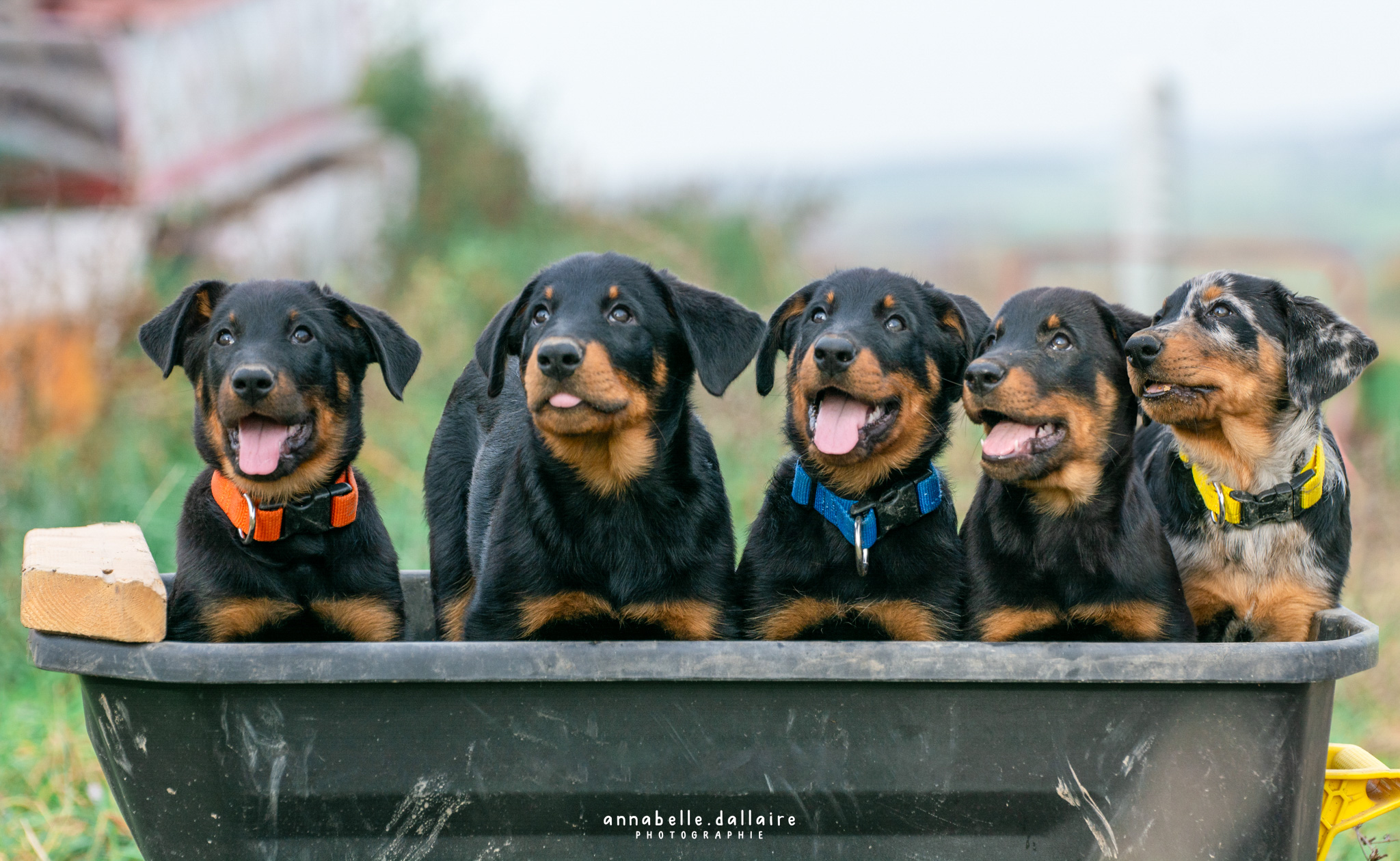 beauceron puppy