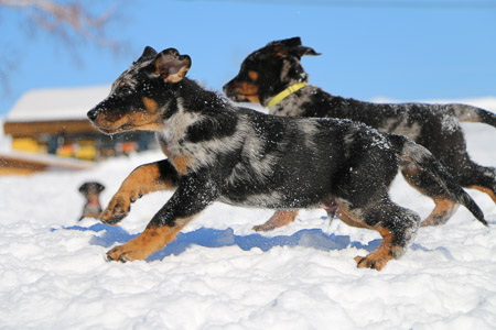 beauceron puppy