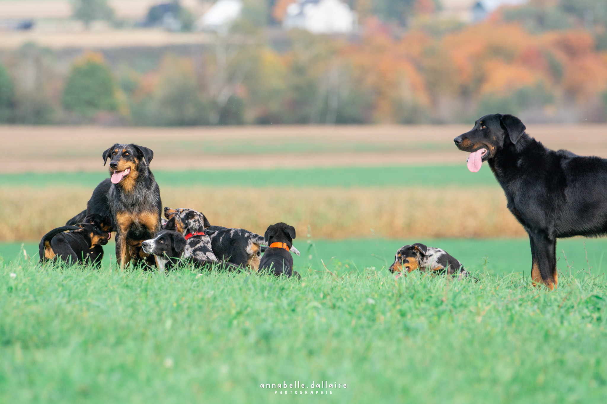 beauceron puppy