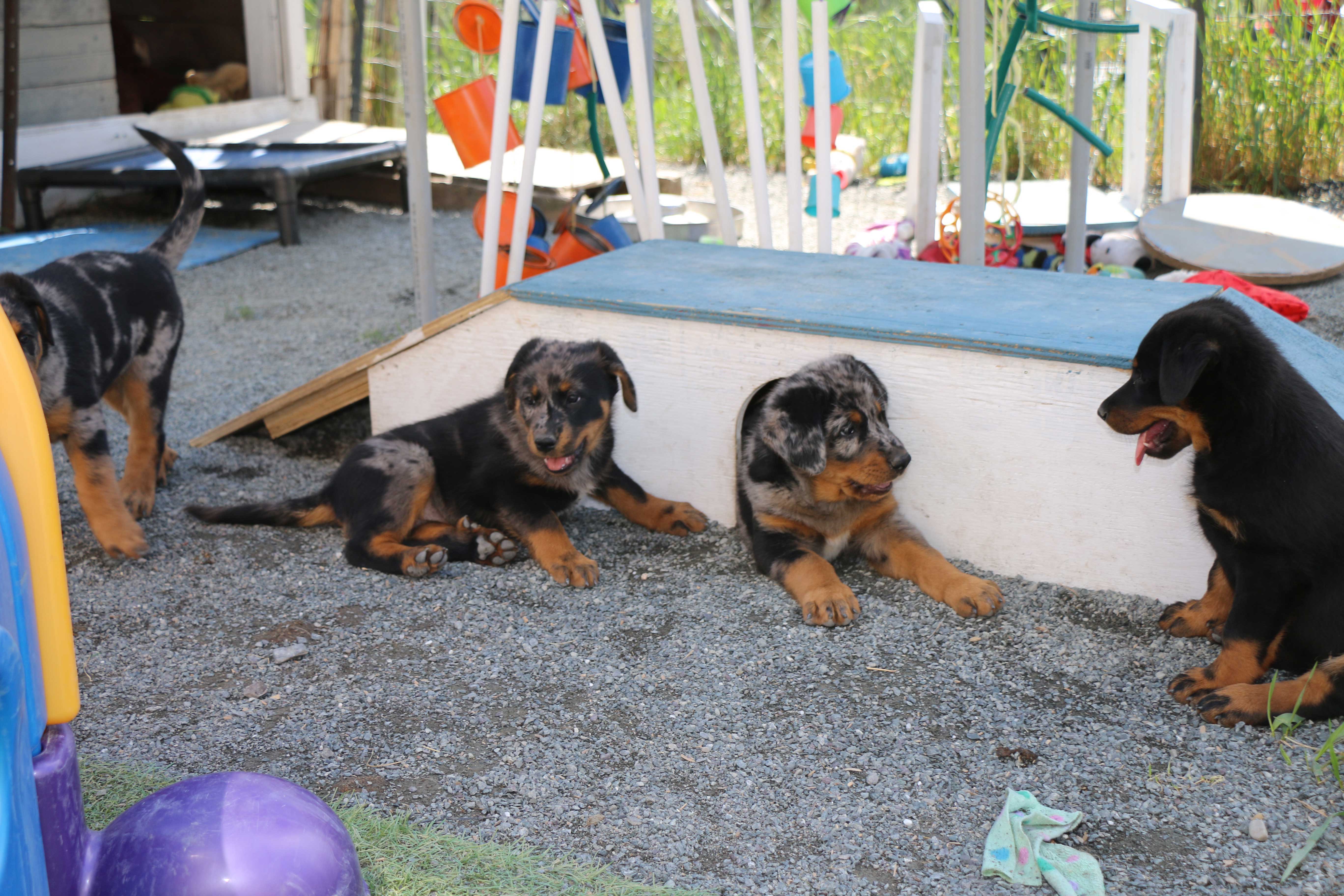 beauceron puppies