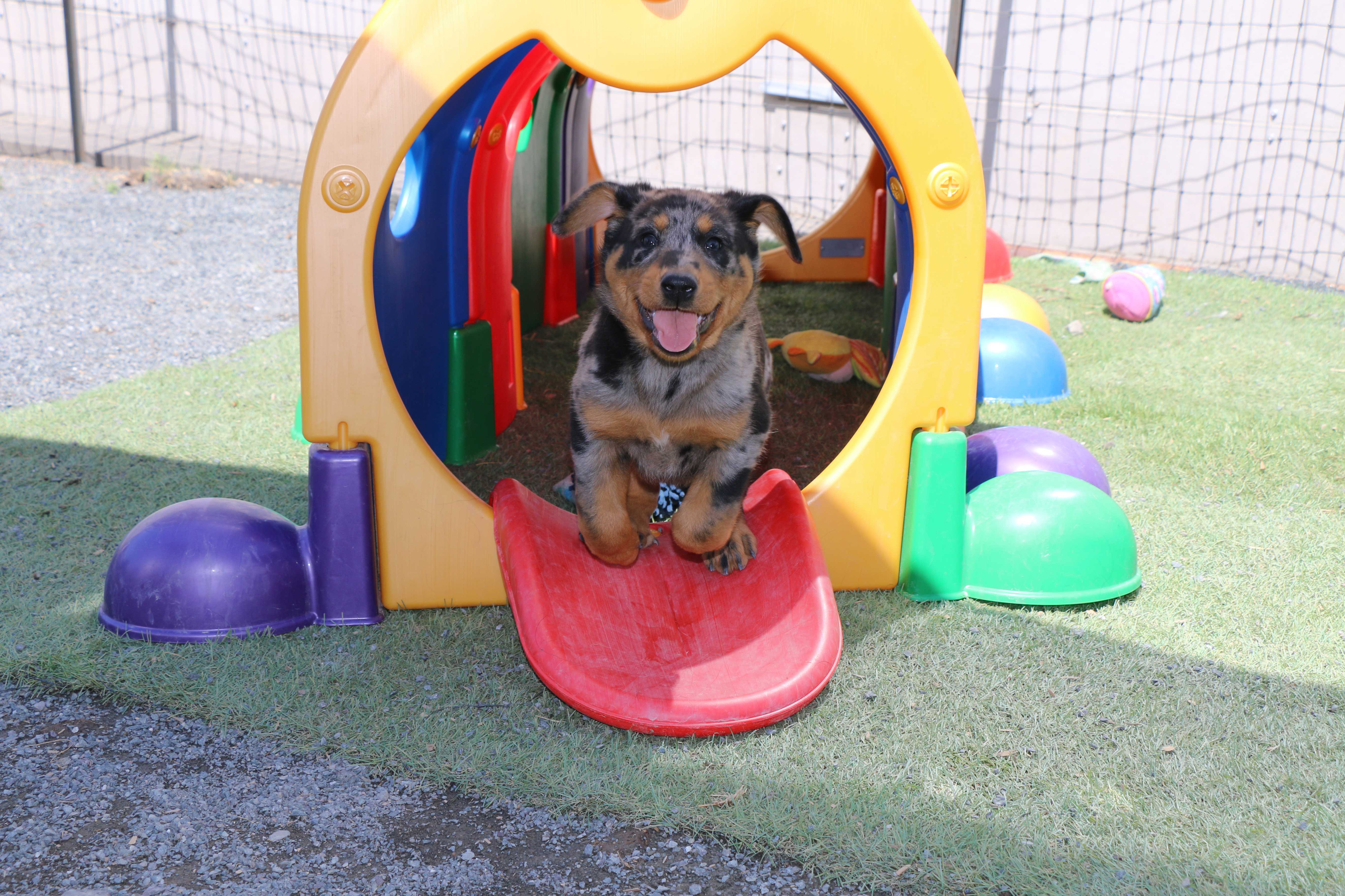 harlequin beauceron puppy