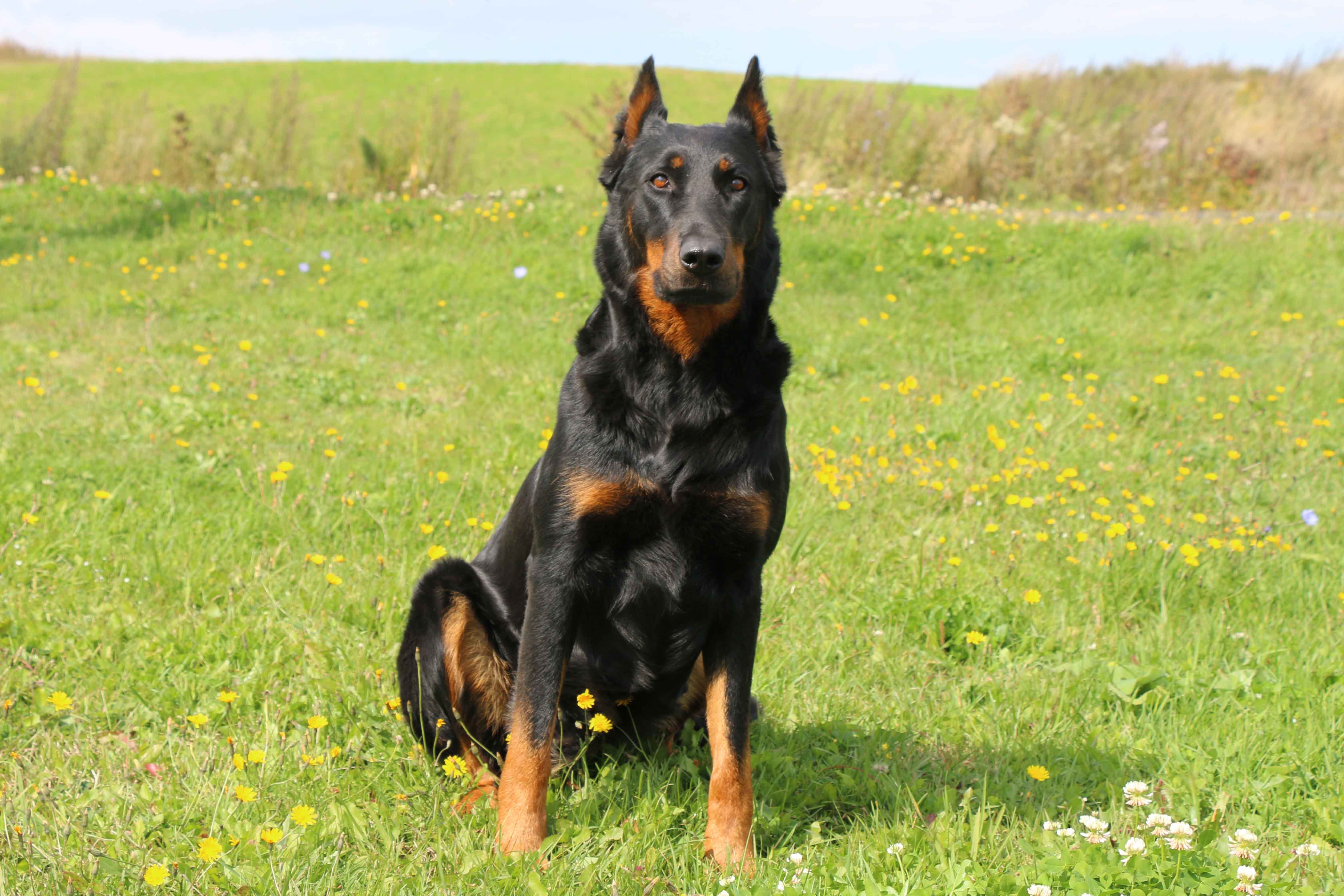 beauceron