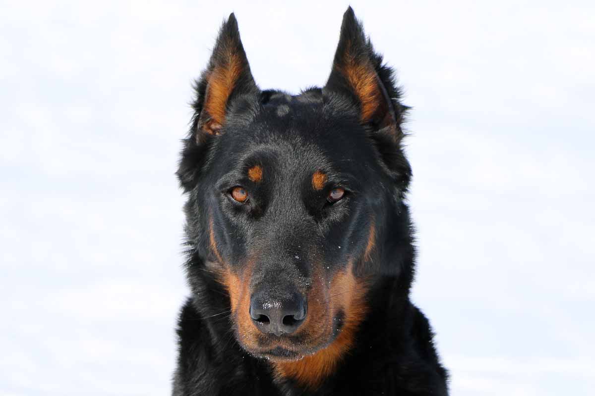 beauceron